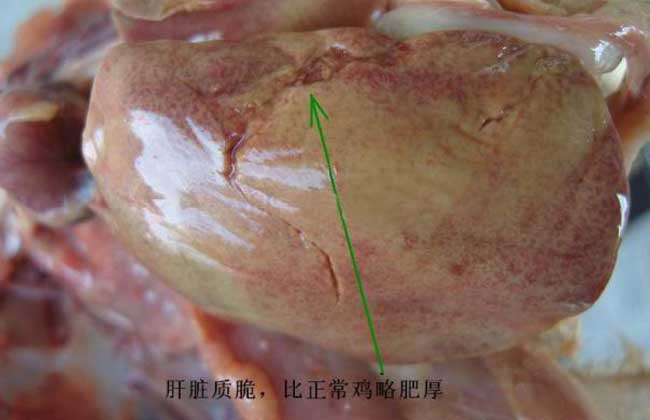 鸡包涵体肝炎防治方法