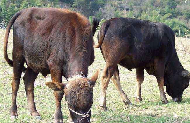 肉牛常见疾病防治方法