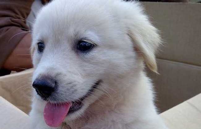 犬细小病毒怎么治疗？