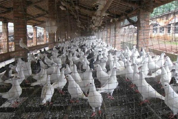 无公害肉鸽养殖日常管理