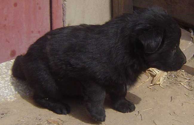 比利时牧羊犬怎么训练？