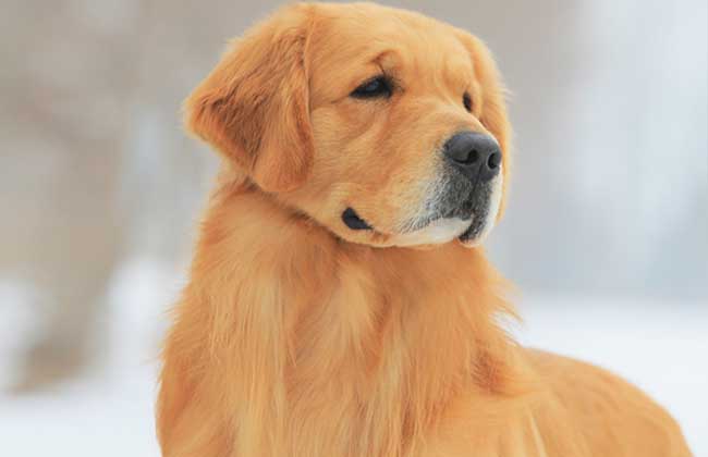 金毛犬会咬人吗？