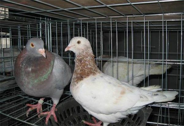肉鸽养殖日粮的饲喂要求