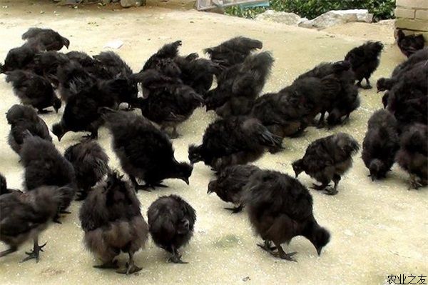 乌鸡介绍