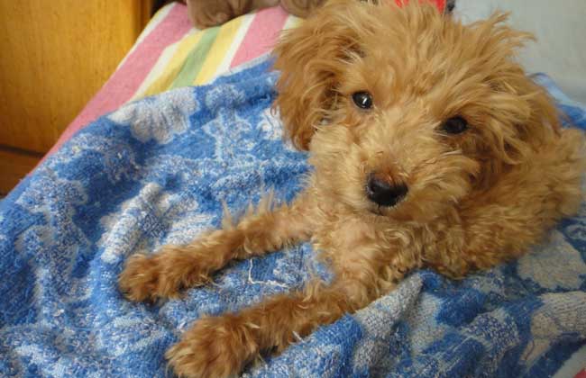 贵宾犬怎么训练才好？