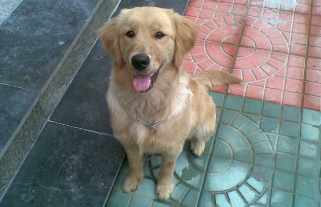 金毛犬吃什么狗粮好？
