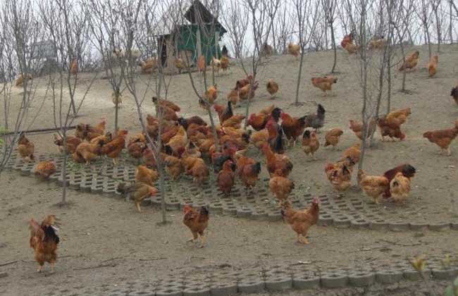 养鸡场安全生产管理制度