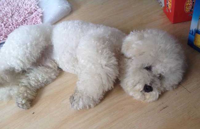 犬瘟热能治好吗？