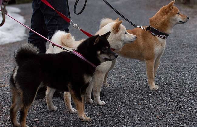 日本柴犬好养吗？
