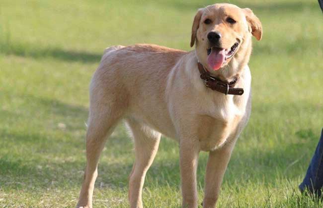 导盲犬小Q是什么狗？