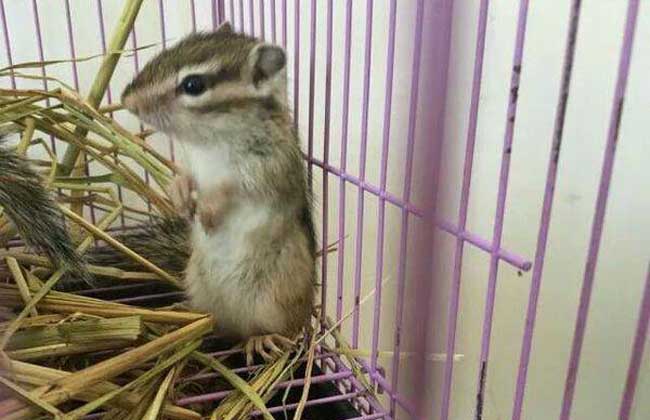 金花松鼠价格及饲养方法