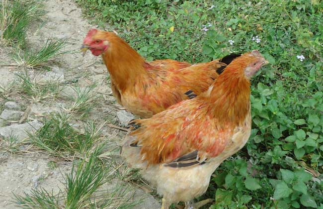 肉鸡养殖大棚建设方法
