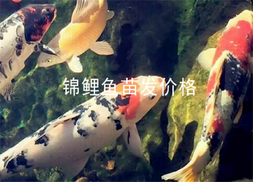 锦鲤鱼苗批发价格 如何养锦鲤才不容易死