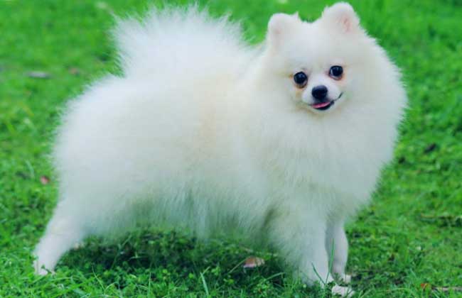 博美犬吃什么狗粮？