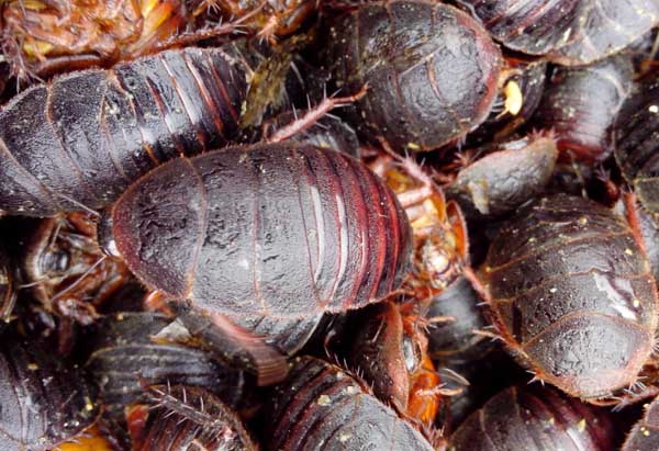 土元养殖有哪些风险?