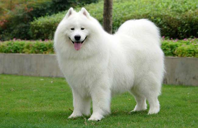 萨摩耶犬的性格怎么样？