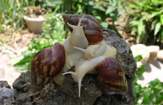 白玉蜗牛饲养注意事项