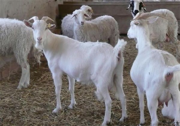 山羊圈养技术