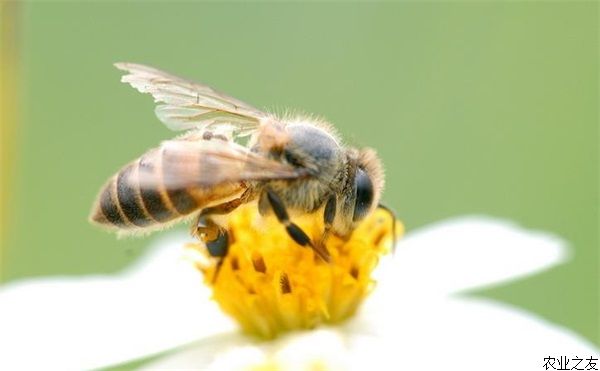 蜜蜂养殖技术的越冬防护