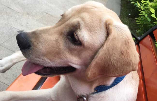 拉布拉多犬怎么看纯不纯？