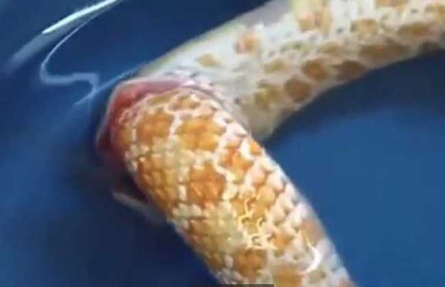 环箍蛇为什么自食其尾？