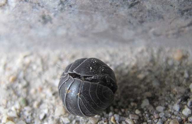 西瓜虫是害虫还是益虫？