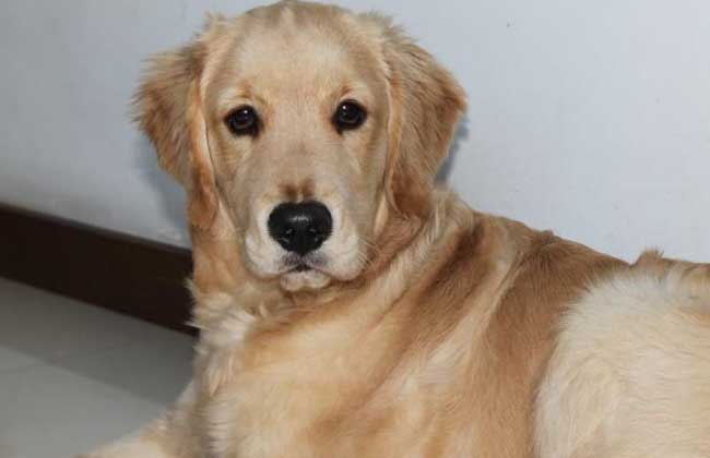 金毛犬体臭怎么办？