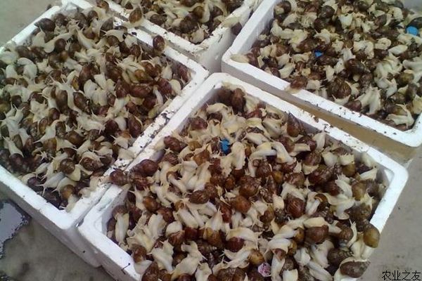 白玉蜗牛养殖杂食与偏食习性