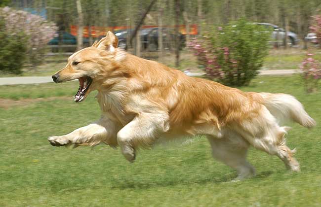 金毛犬的性格怎么样？