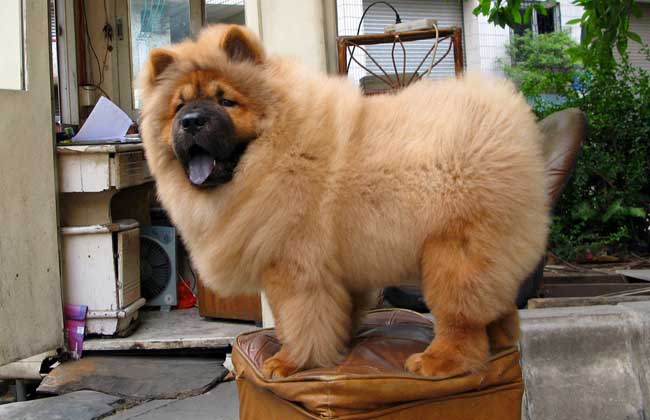 狗狗大便带血怎么办？
