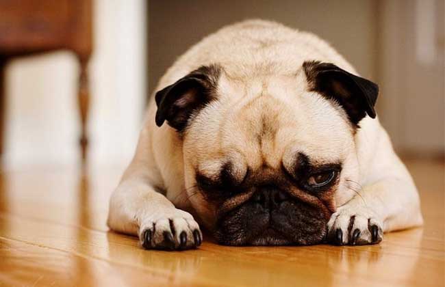犬细小病毒怎么治疗？