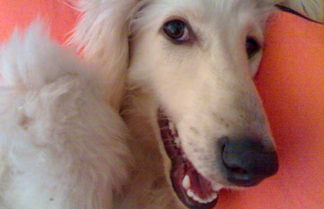 阿富汗猎犬怎么养？