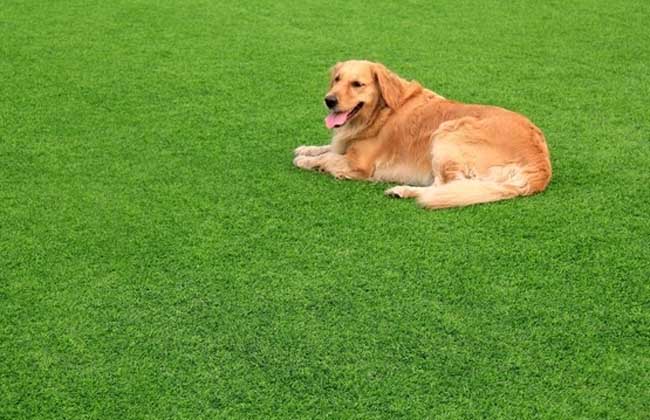 金毛犬体臭怎么办？