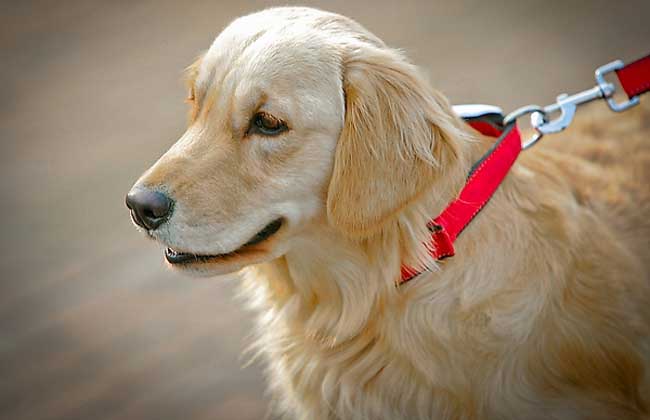 金毛犬喜欢玩什么玩具？
