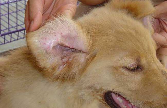 犬瘟热初期症状有哪些？