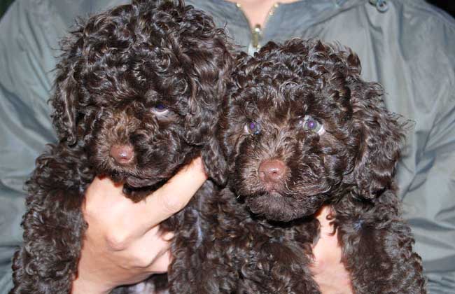 贵宾犬吃什么狗粮好？