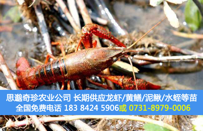 养龙虾要投资多少钱？