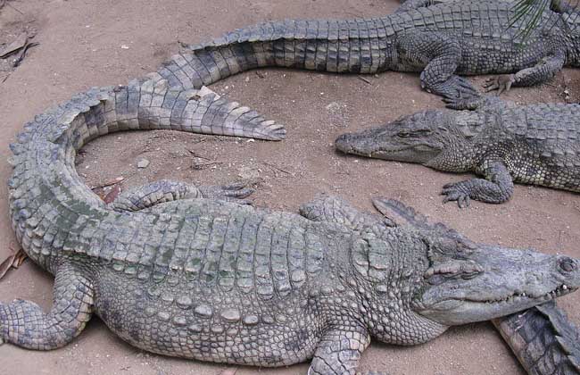 鳄鱼为什么会流泪？