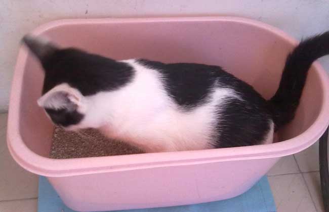 猫砂多久换一次？