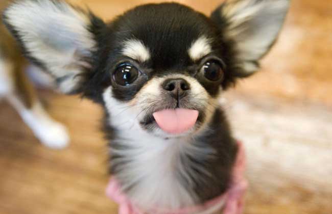 小鹿犬和吉娃娃的区别