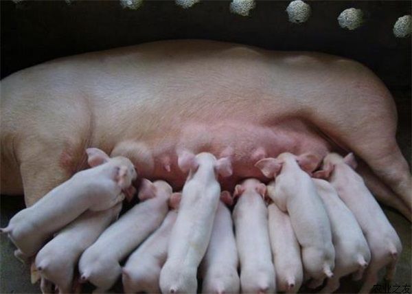 维护猪胃肠道健康的主要技术措施