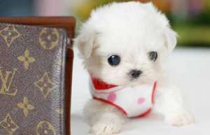 茶杯犬好养吗？