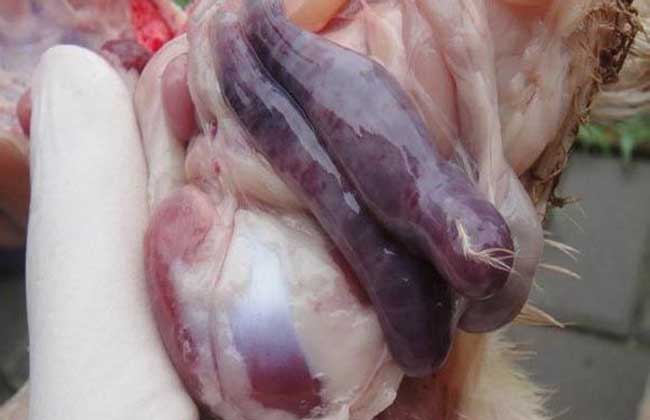 鸡球虫病防治方法