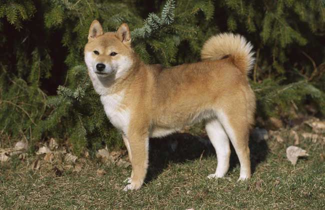 柴犬怎么挑选？