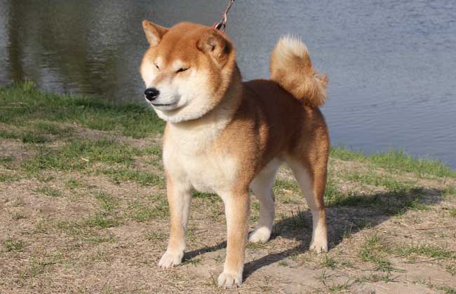 日本柴犬怎么训练？