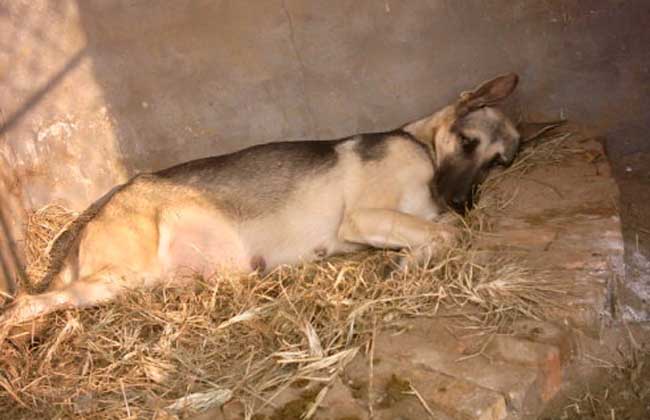 犬细小病毒怎么治疗？