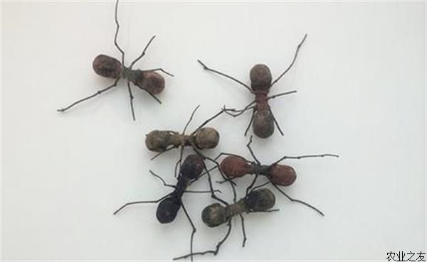 蚂蚁的养殖技术