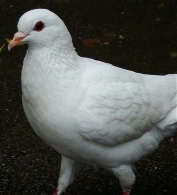 冬季肉鸽子的饲养措施