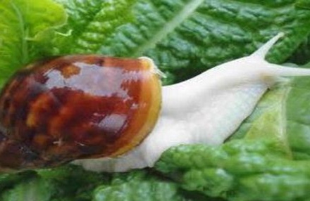 白玉蜗牛怎么养 田间养殖白玉蜗牛技术