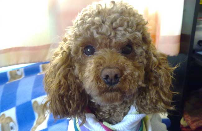 贵宾犬口臭怎么办？